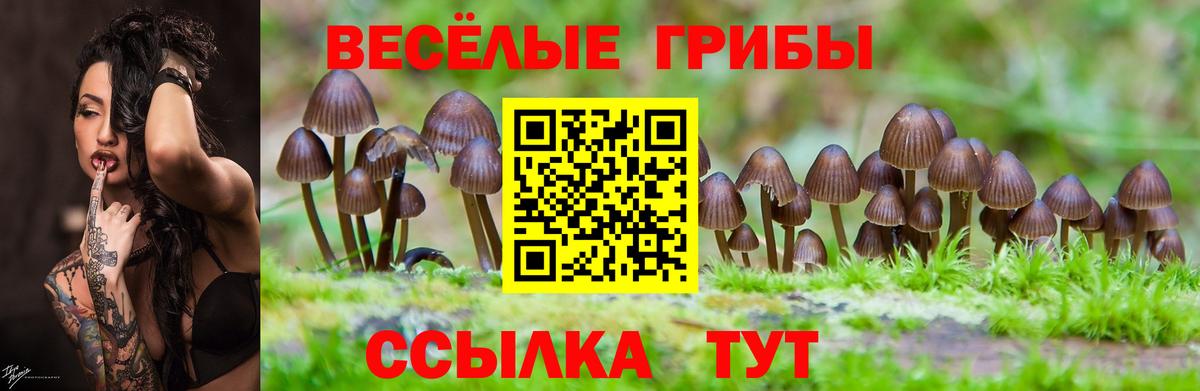 Псилоцибиновые грибы Psilocybe  Вход с VPN  Тамбов 